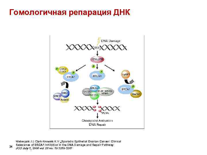 Гомологичная репарация ДНК   Weberpals J. I, Clark-Knowels K. V ; Sporadic Epithelial