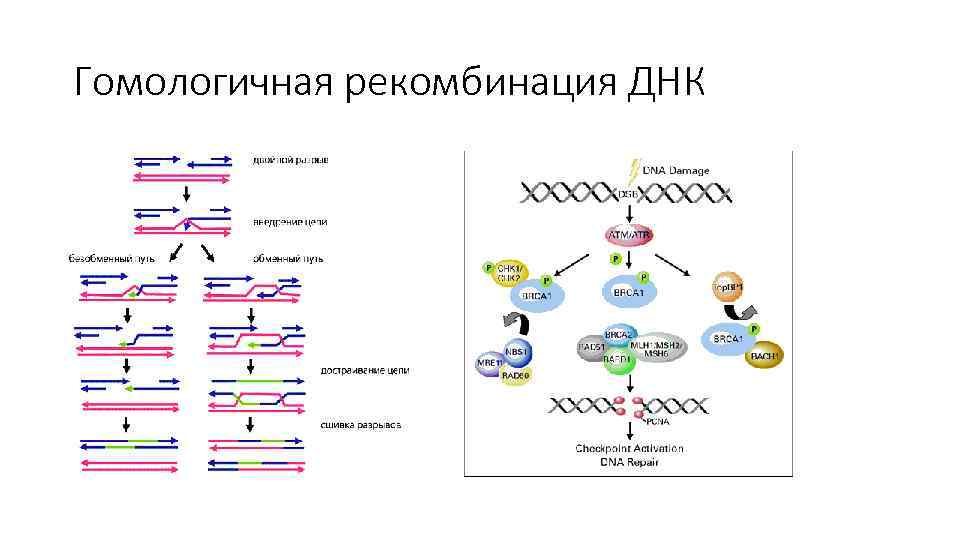 Гомологичная рекомбинация ДНК 