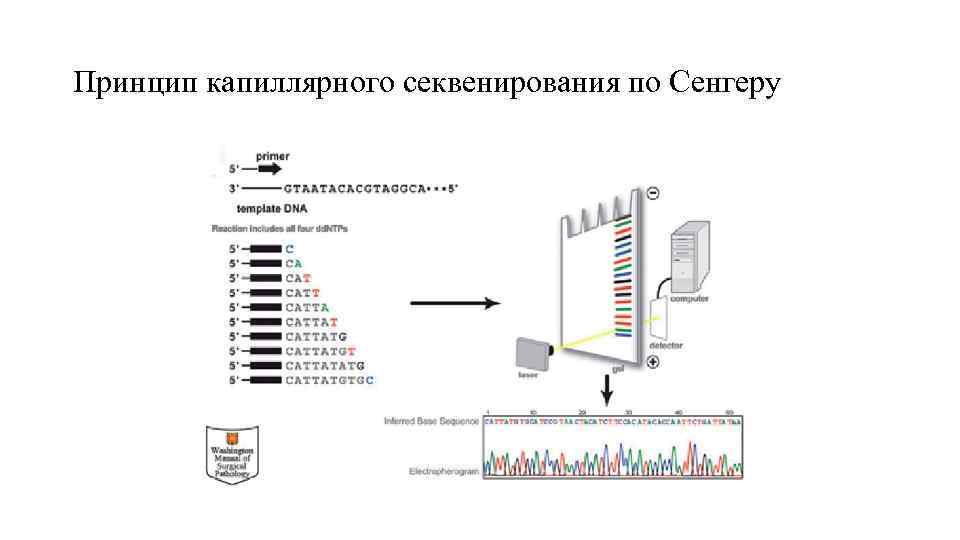 Секвенирования по сэнгеру. Секвенирование по Сэнгеру принцип. Секвенирование по Сэнгеру схема. Схема секвенирования генома по Сэнгеру с пояснениями. Секвенирование по Сэнгеру плюс минус.