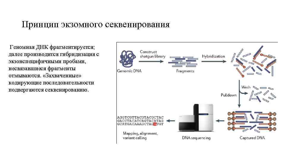 Секвенирование нуклеотидов. Схема химического секвенирования ДНК. Секвенирование ДНК этапы. Секвенирование ДНК принцип. Секвенирование ДНК ПЦР.