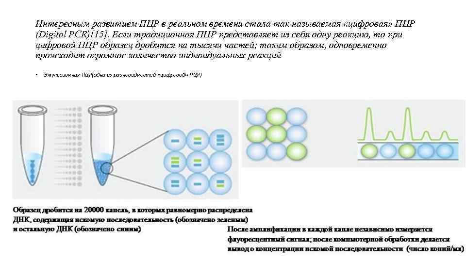 Интересным развитием ПЦР в реальном времени стала так называемая «цифровая» ПЦР (Digital PCR)[15]. Если