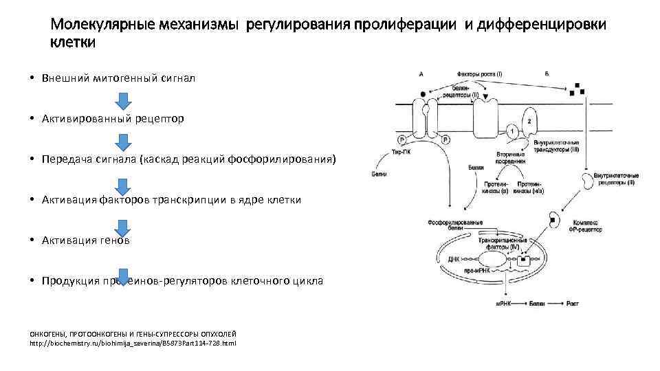  Молекулярные механизмы регулирования пролиферации и дифференцировки  клетки  • Внешний митогенный сигнал