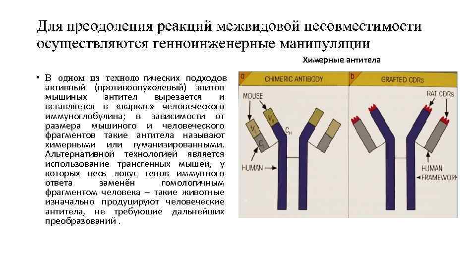 Для преодоления реакций межвидовой несовместимости осуществляются генноинженерные манипуляции      