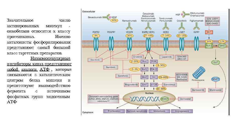Значительное   число активированных молекул  - онкобелков относится к классу протеинкиназ. 