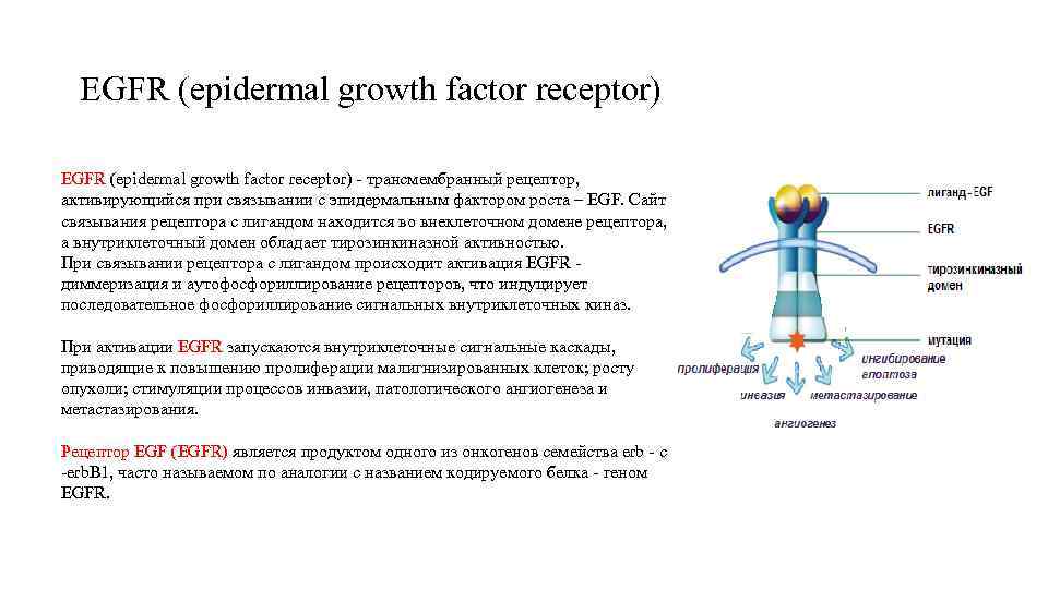  EGFR (epidermal growth factor receptor) - трансмембранный рецептор, активирующийся при связывании с эпидермальным