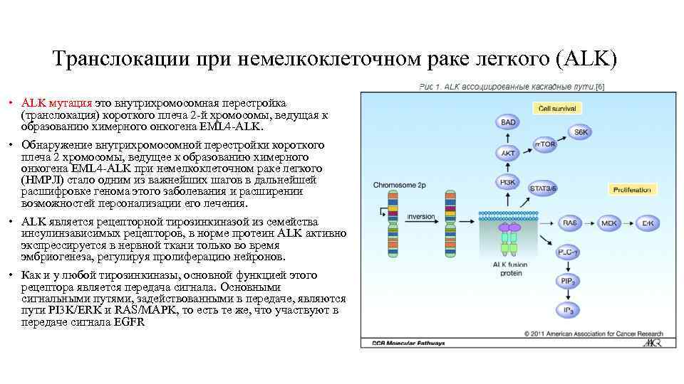   Транслокации при немелкоклеточном раке легкого (ALK) • ALK мутация это внутрихромосомная перестройка