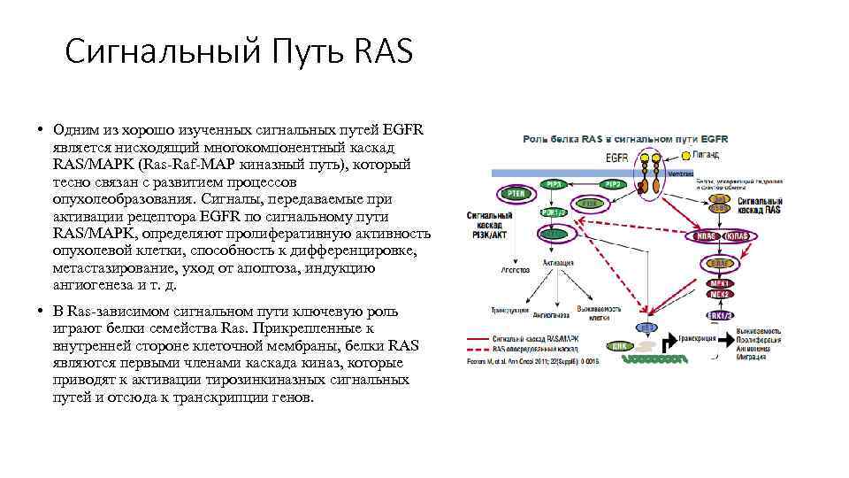   Сигнальный Путь RAS • Одним из хорошо изученных сигнальных путей EGFR 