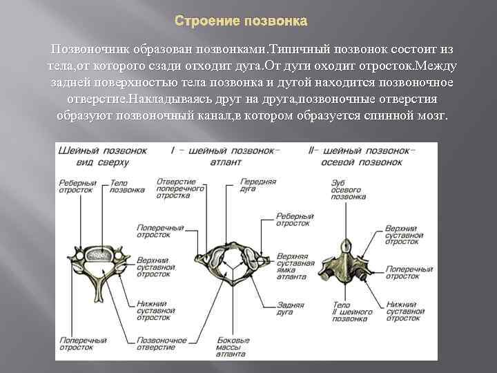 Лабораторная работа особенности строения