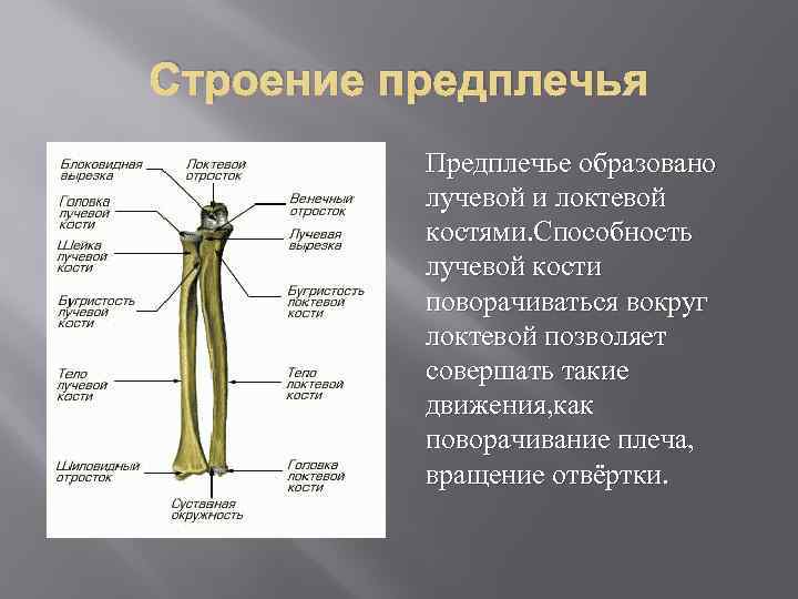 Предплечья фото анатомия кости у человека