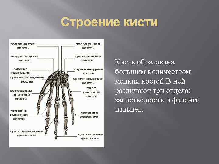 Строение кисти   Кисть образована  большим количеством  мелких костей. В ней