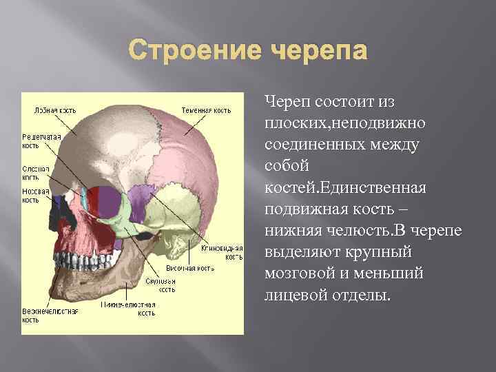 Строение черепа фото