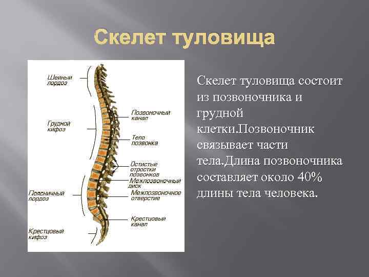 Скелет туловища   Скелет туловища состоит   из позвоночника и  