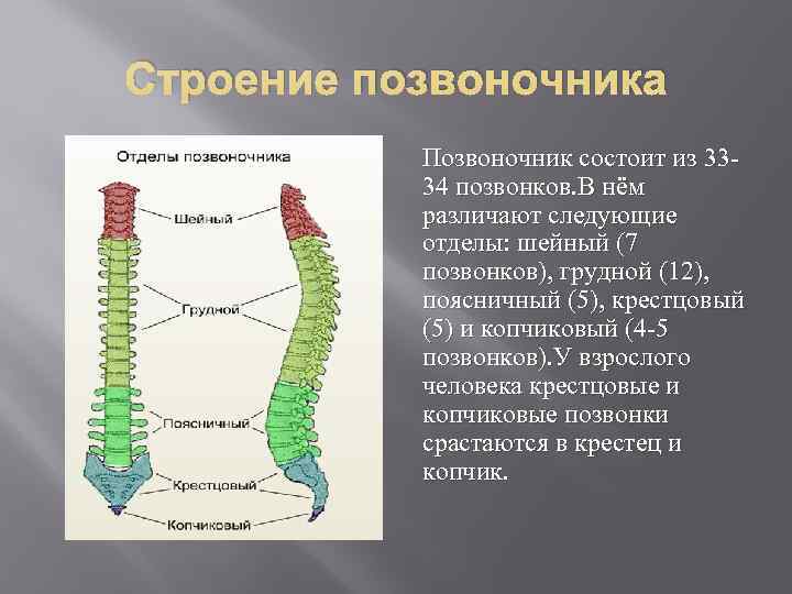 Строение позвоночника  Позвоночник состоит из 33 -  34 позвонков. В нём 