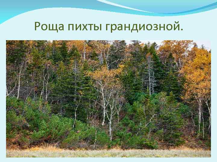 Роща пихты грандиозной. 