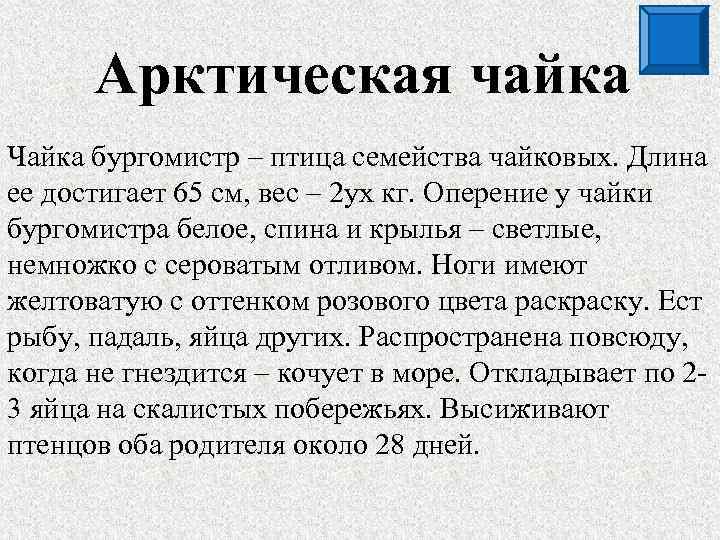  Арктическая чайка Чайка бургомистр – птица семейства чайковых. Длина ее достигает 65 см,