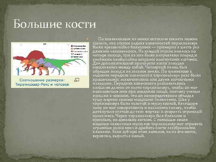 Большие кости     По извлеченным из земли останкам скелета можно 