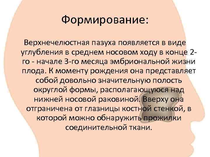    Формирование:  Верхнечелюстная пазуха появляется в виде углубления в среднем носовом