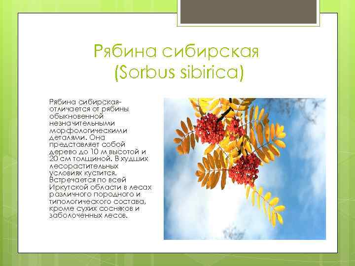    Рябина сибирская   (Sorbus sibirica) Рябина сибирская- отличается от рябины