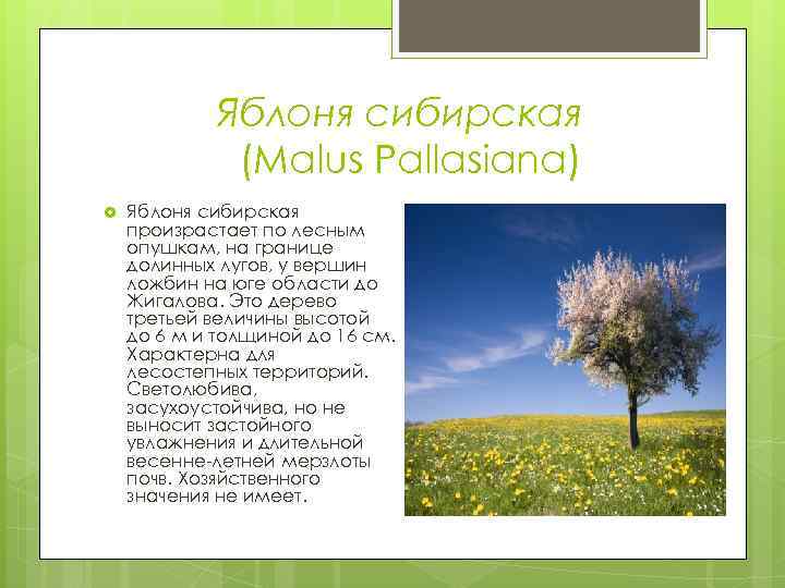    Яблоня сибирская    (Malus Pallasiana) Яблоня сибирская произрастает по