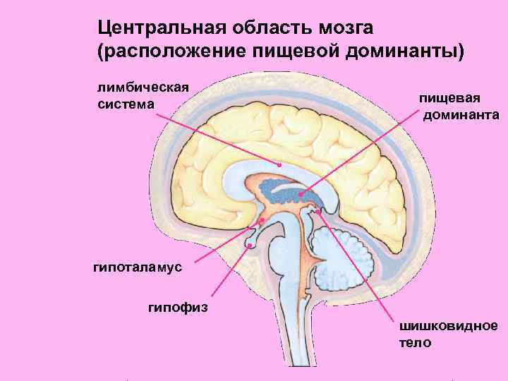 Центральная область мозга (расположение пищевой доминанты) лимбическая система пищевая Центральная область мозга (расположение пищевой доминанты) лимбическая система пищевая