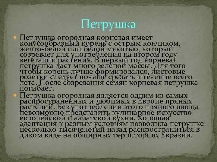    Петрушка огородная корневая имеет  конусообразный корень с острым кончиком, 