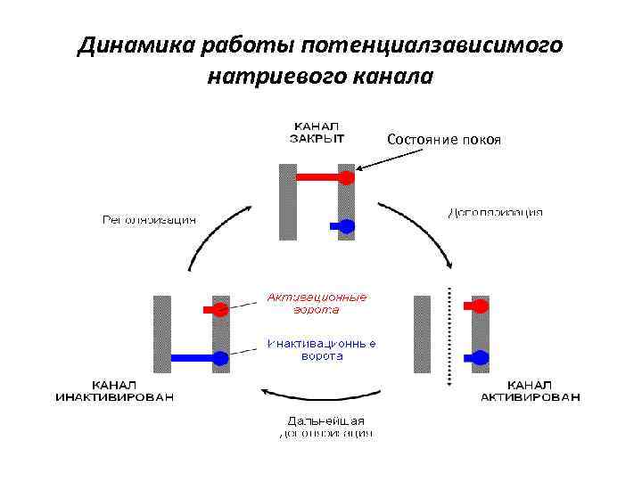 Работа динамика. Потенциал зависимый натриевый канал строение. Потенциал зависимые ионные каналы. Натриевые потенциалзависимые каналы их строение. Потенциал зависимые натриевые каналы.