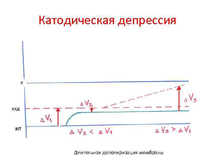 Катодическая депрессия   Длительная деполяризация мембраны 