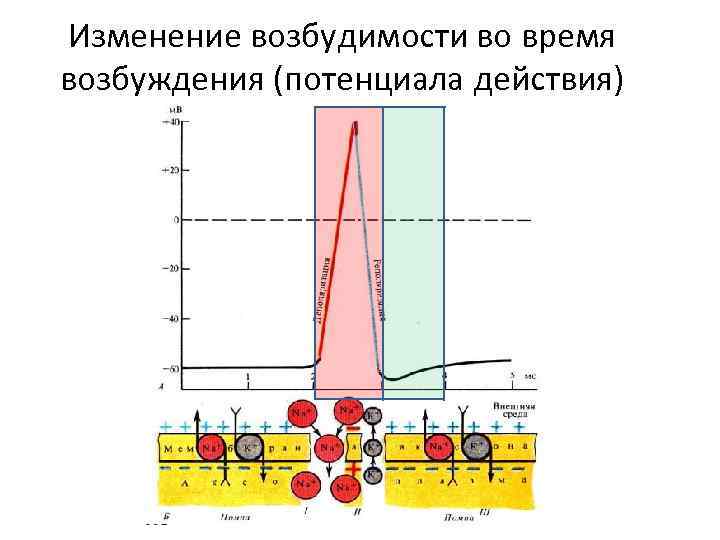 Потенциал возбуждения. Снижение возбудимости. Возбудимость и проводимость. Возбудимость тканей.