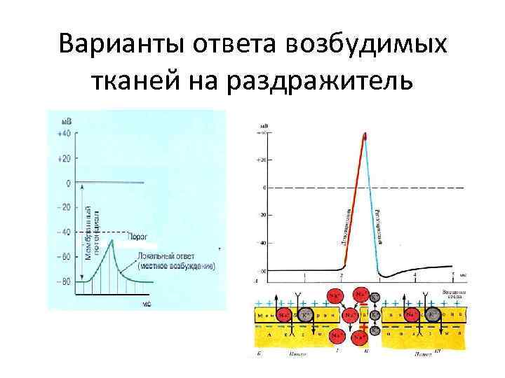 Варианты ответа возбудимых  тканей на раздражитель 