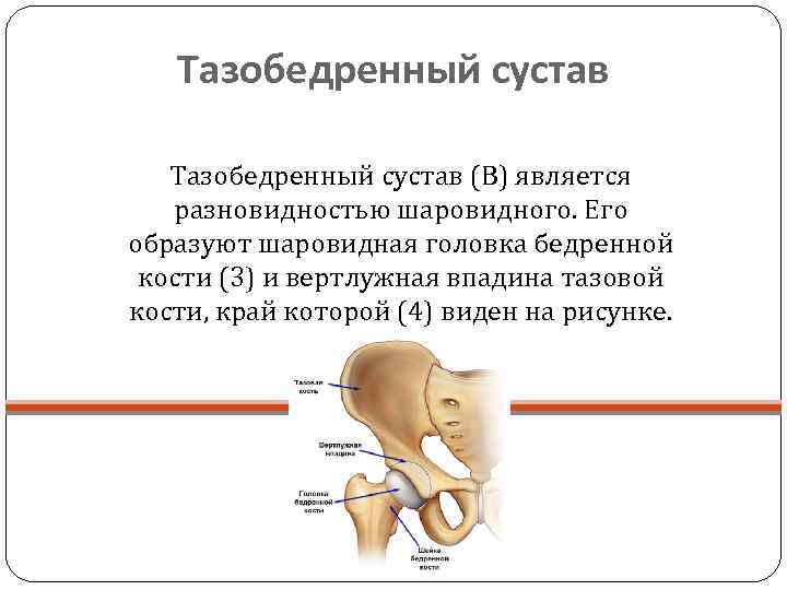   Тазобедренный сустав (В) является разновидностью шаровидного. Его образуют шаровидная головка бедренной 