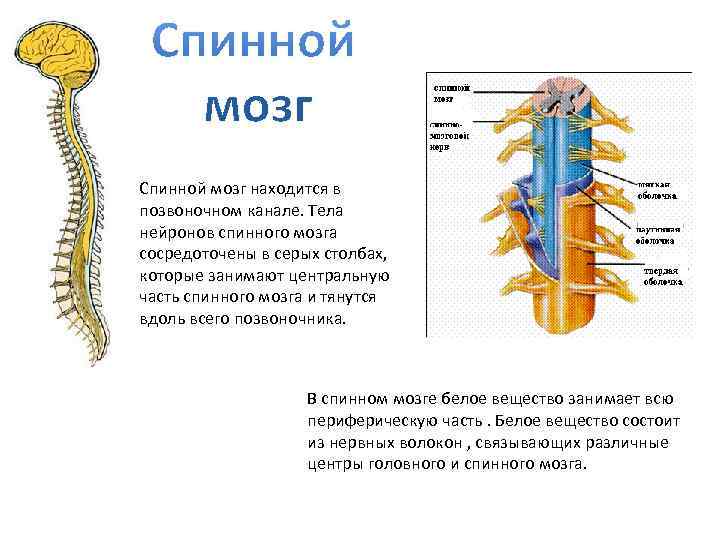 Схема головной мозг спинной мозг