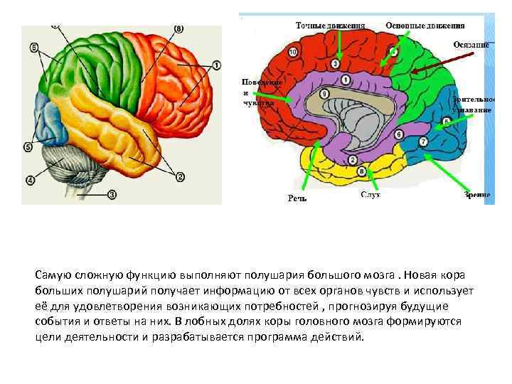 Какие функции выполняет полушария мозга