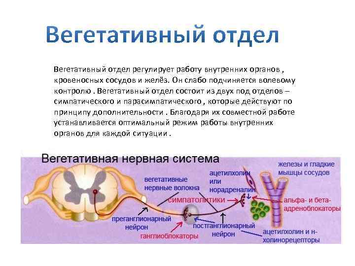 Работа соматической нервной системы подчинена воле человека. Вегетативная нервная система регулирует работу.