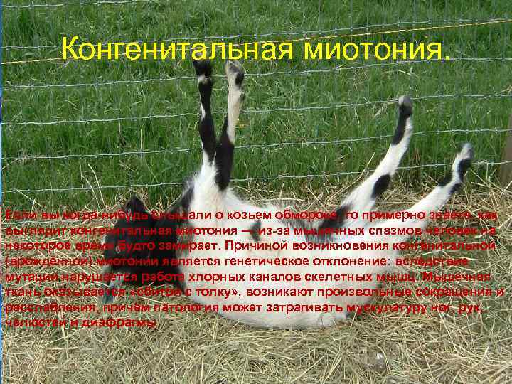   Конгенитальная миотония. Если вы когда-нибудь слышали о козьем обмороке, то примерно знаете,