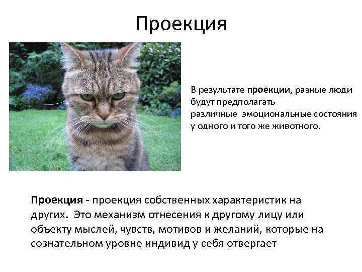    Проекция      В результате проекции, разные люди