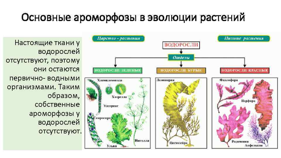 Водоросли егэ картинки