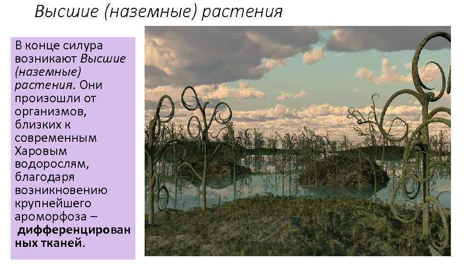  Высшие (наземные) растения В конце силура возникают Высшие (наземные) растения. Они произошли от