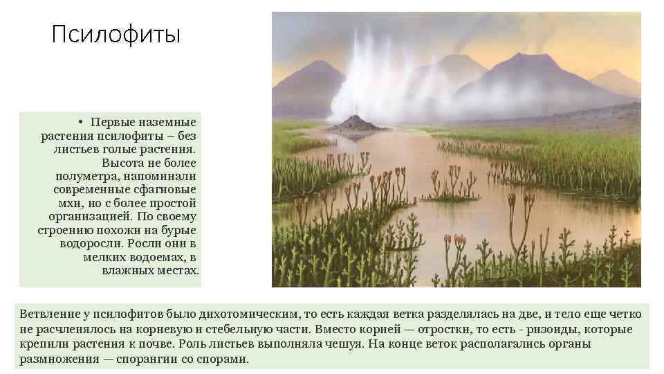  Псилофиты   • Первые наземные  растения псилофиты – без листьев голые