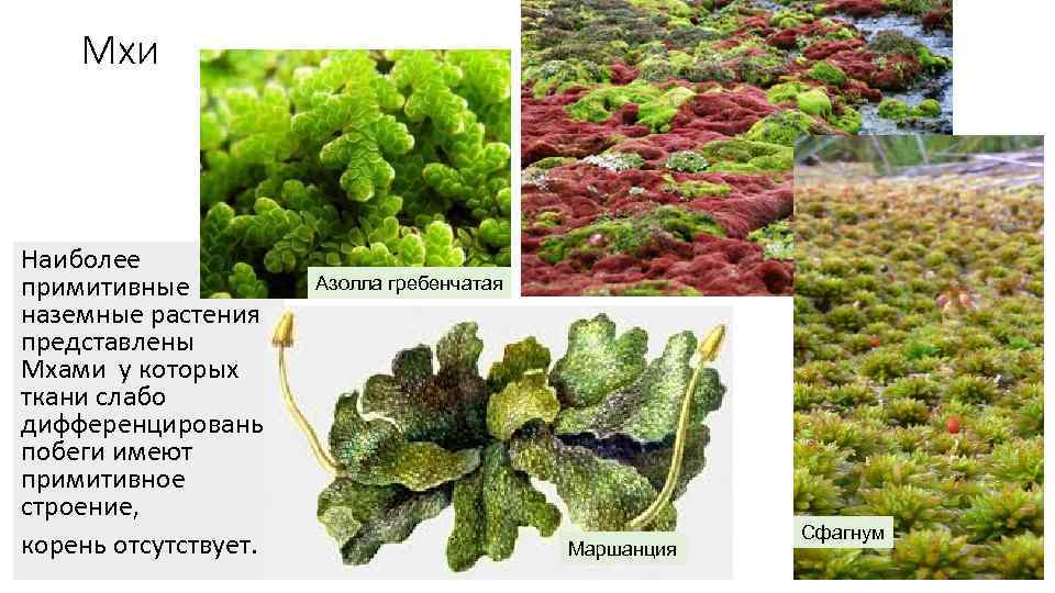   Мхи Наиболее примитивные  Азолла гребенчатая наземные растения представлены Мхами у которых