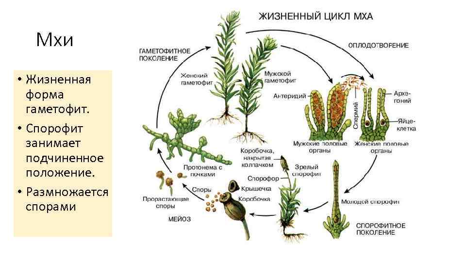  Мхи  • Жизненная  форма  гаметофит.  • Спорофит  занимает