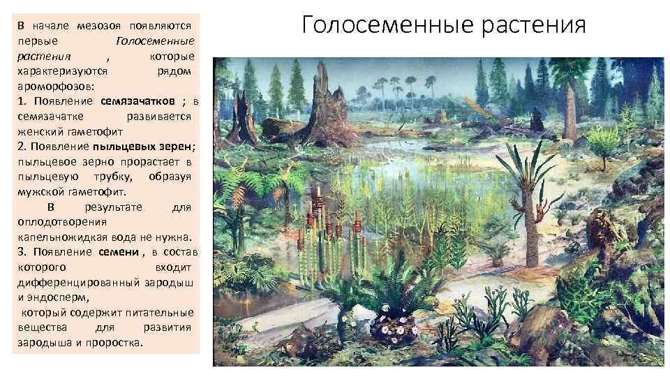 В начале мезозоя появляются первые   Голосеменные растения   ,  