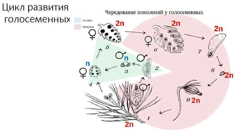 Цикл развития голосеменных 