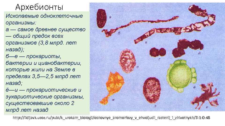   Архебионты Ископаемые одноклеточные организмы: Первые живые    •  организмы