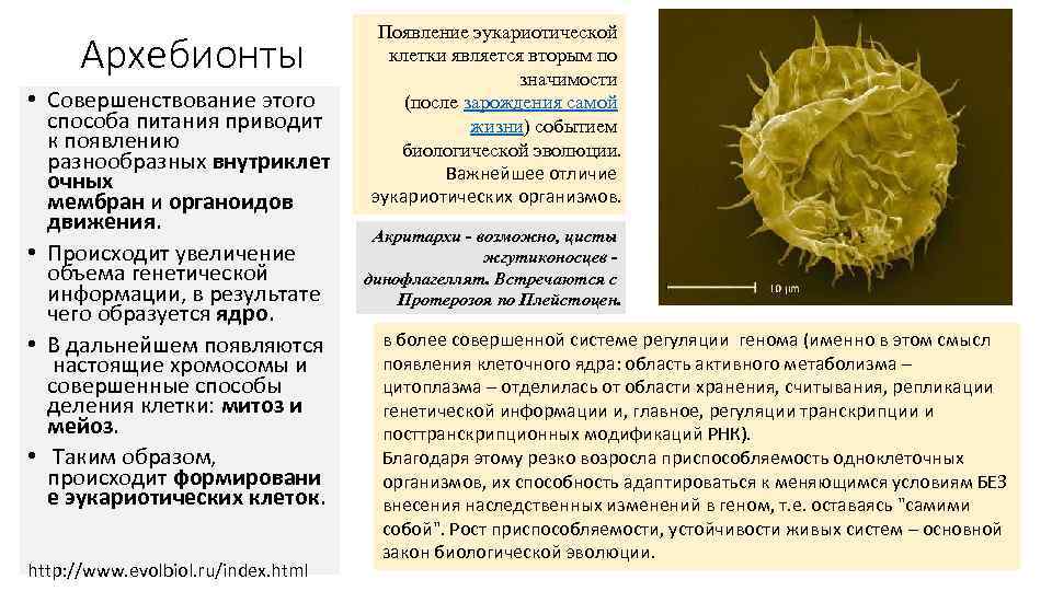        Появление эукариотической  Архебионты   