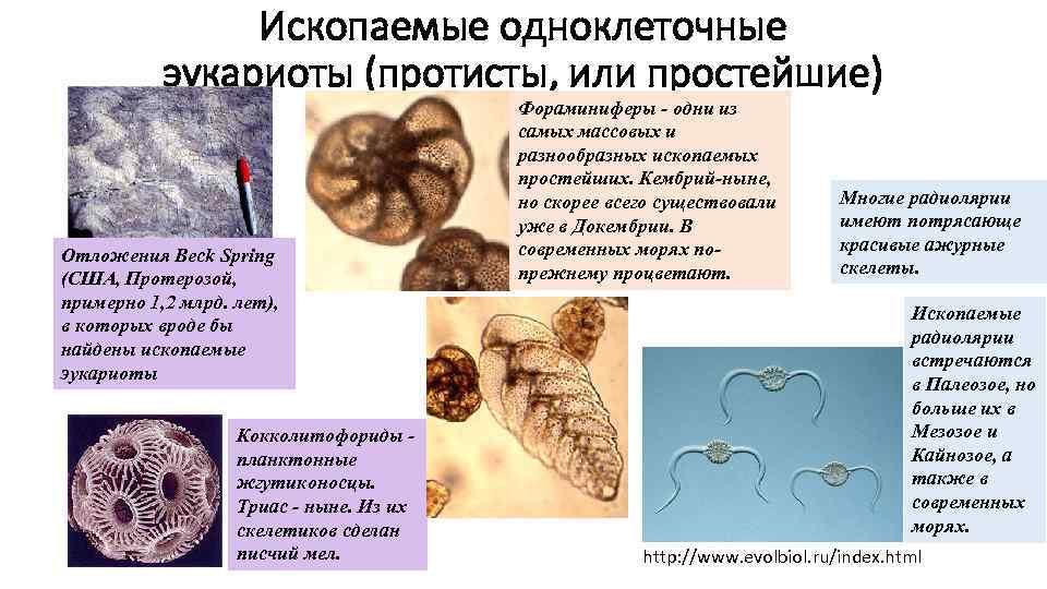     Ископаемые одноклеточные   эукариоты (протисты, или простейшие)  