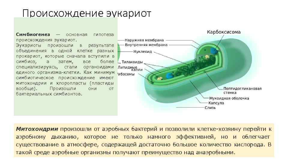  Происхождение эукариот Симбиогенез — основная гипотеза происхождения эукариот. Эукариоты произошли в результате объединения