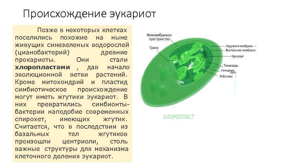  Происхождение эукариот  Позже в некоторых клетках поселились похожие на ныне живущих синезеленых