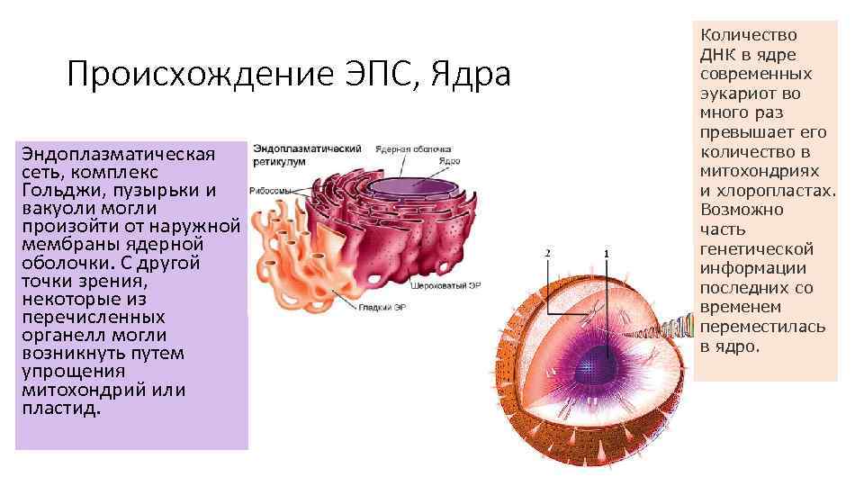      Количество      ДНК в ядре