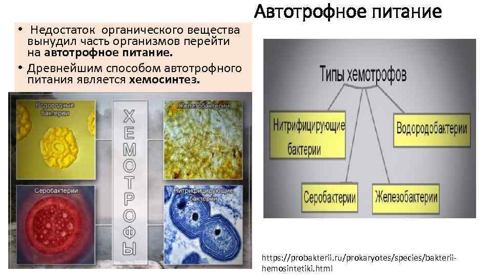        Автотрофное питание •  Недостаток органического вещества