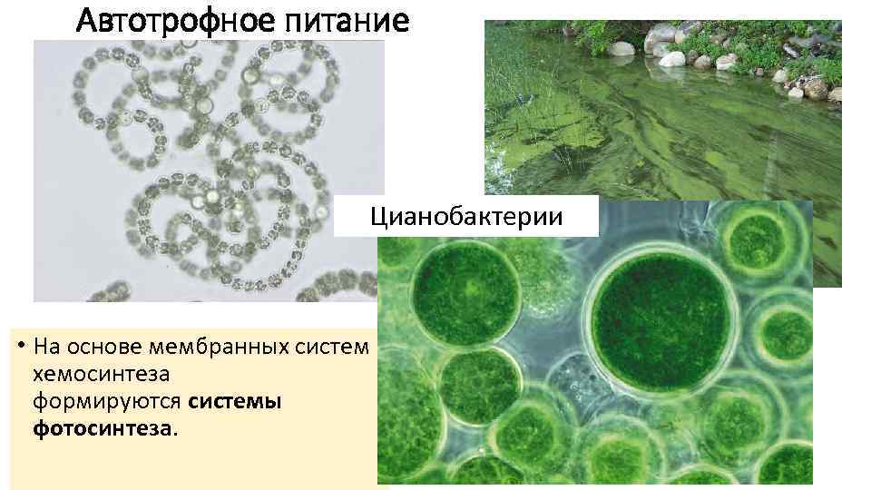  Автотрофное питание       Цианобактерии • На основе мембранных